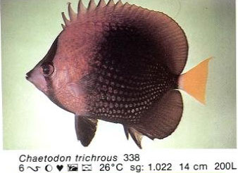 Chaetodon trichrous